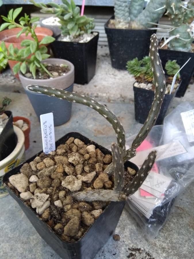 Pterocactus 3