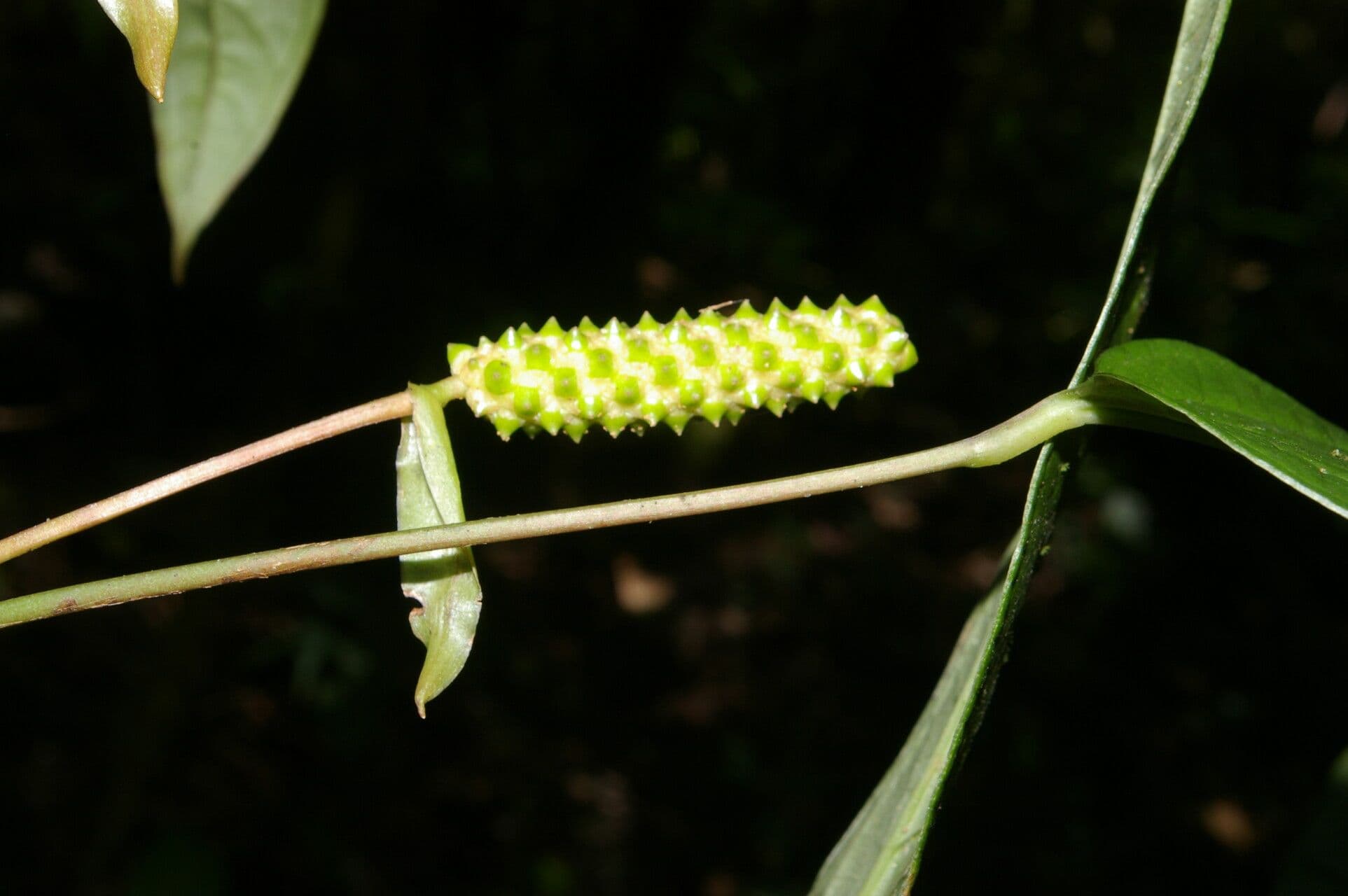 Anthurium a spata piccola 4
