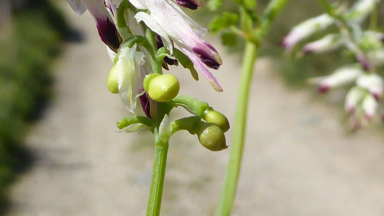 Fumaria bianca 3