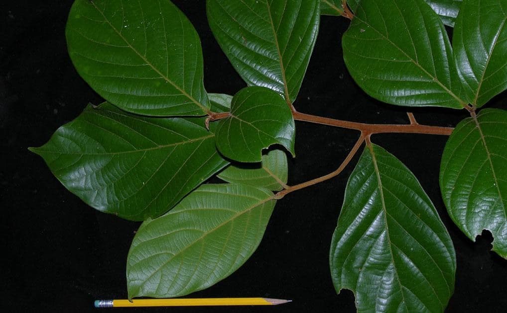 Ocotea 14