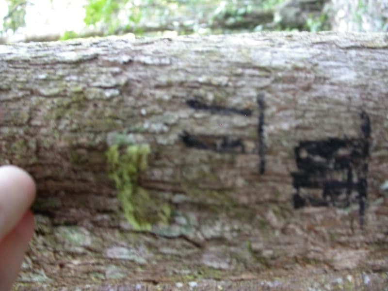 Amanoa 15