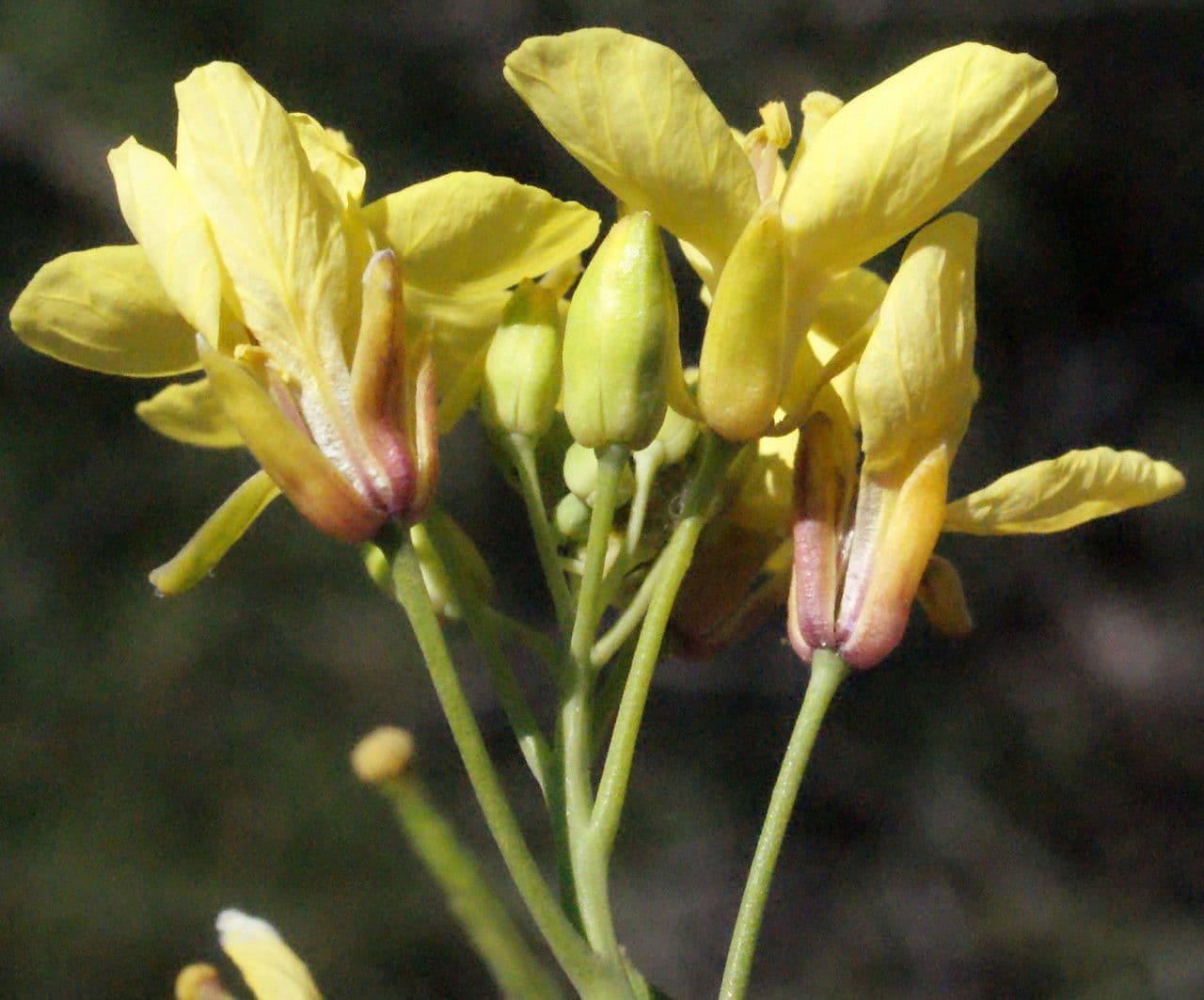 Kapusta 9