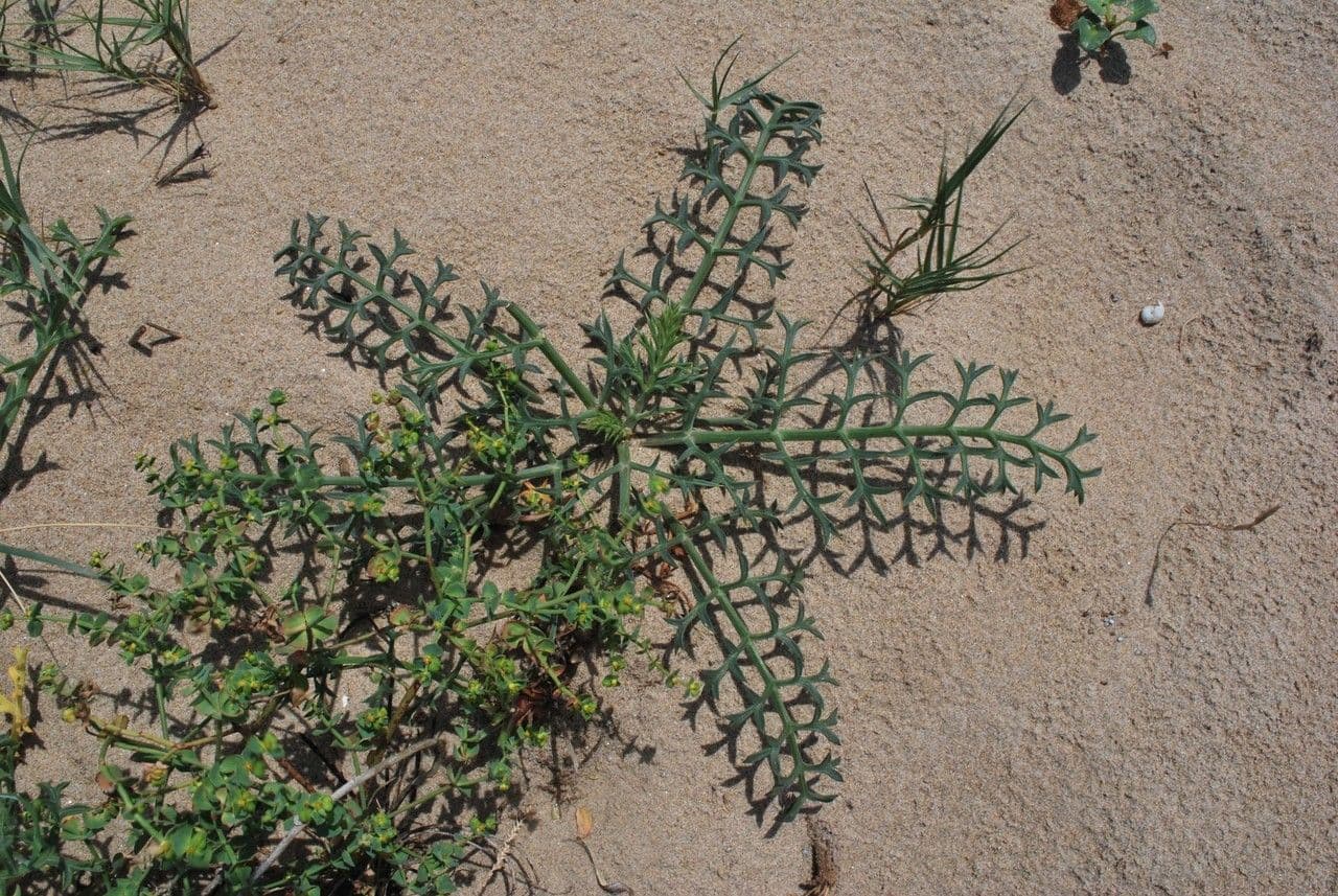 Echinophora spinosa 19