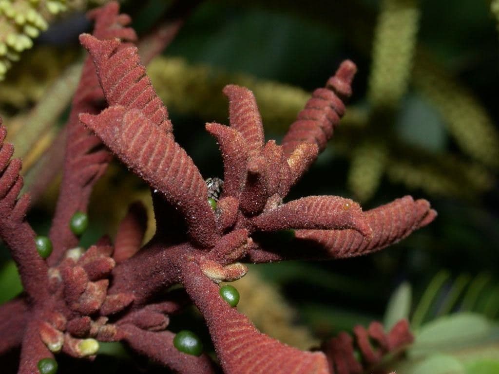Stryphnodendron 17