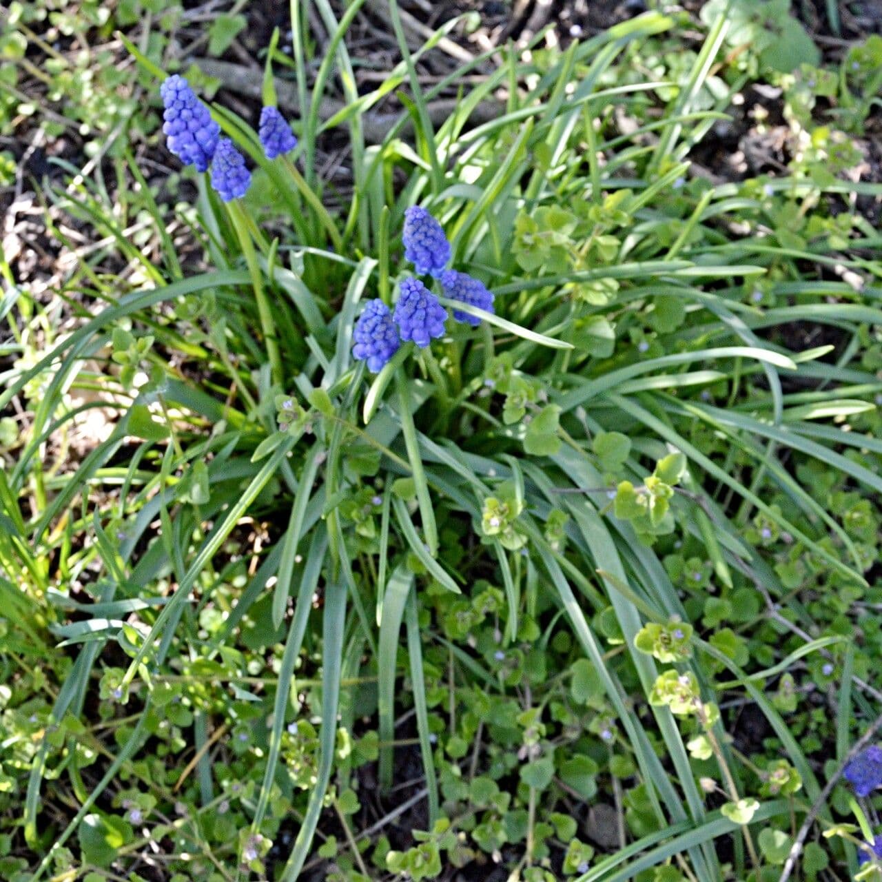 Muscari armeniaco 25