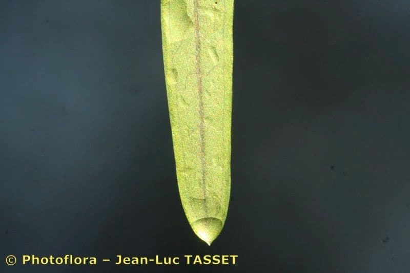 Erba-coltella ottusa 10
