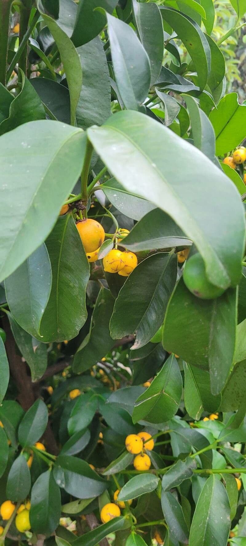 Garcinia brasiliana 4