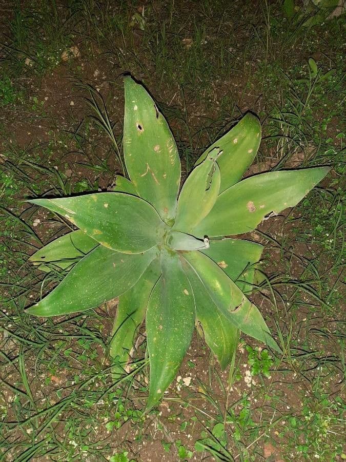 Agave lanuginosa 11