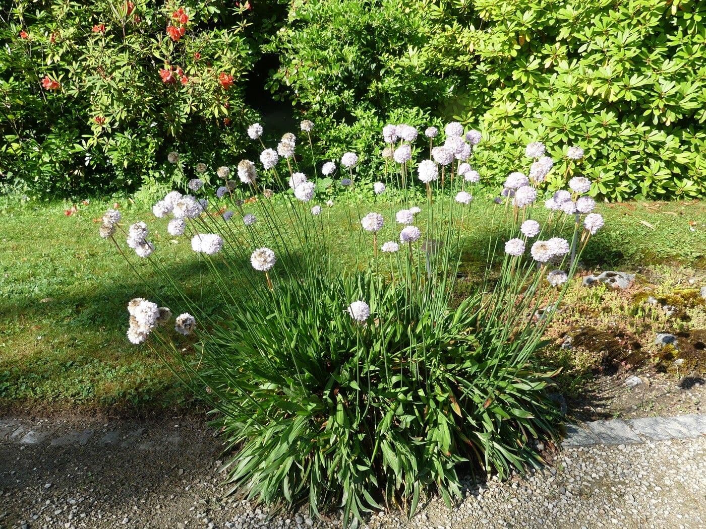 Welwitsch-Grasnelke 6