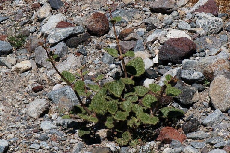 Anulocaulis 10