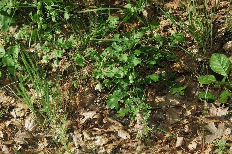 Silene campanulata 6