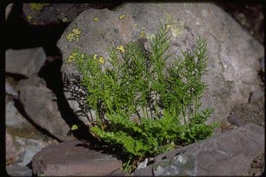Kryptogramma 4
