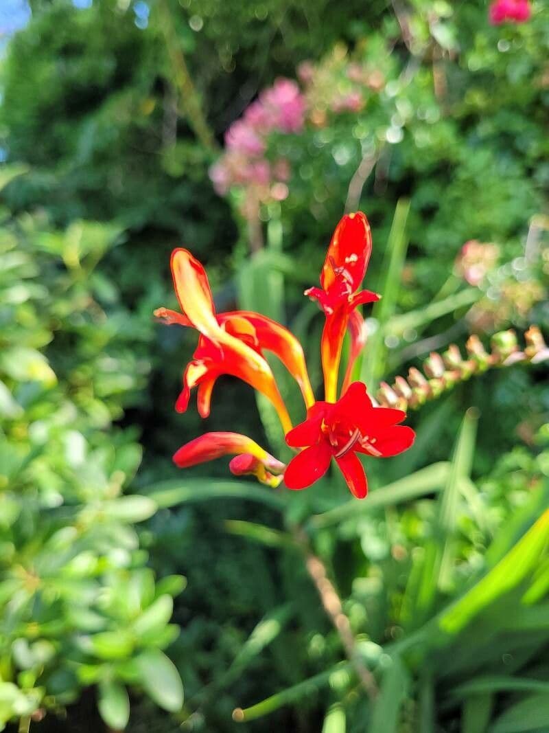 Crocosmia paniculata 6