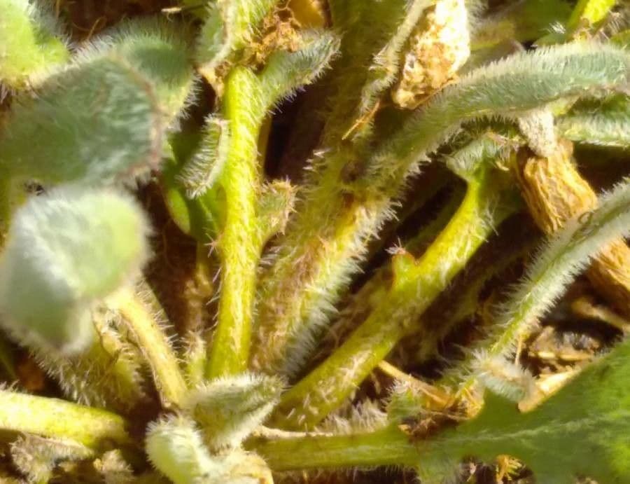 Lepidium 22