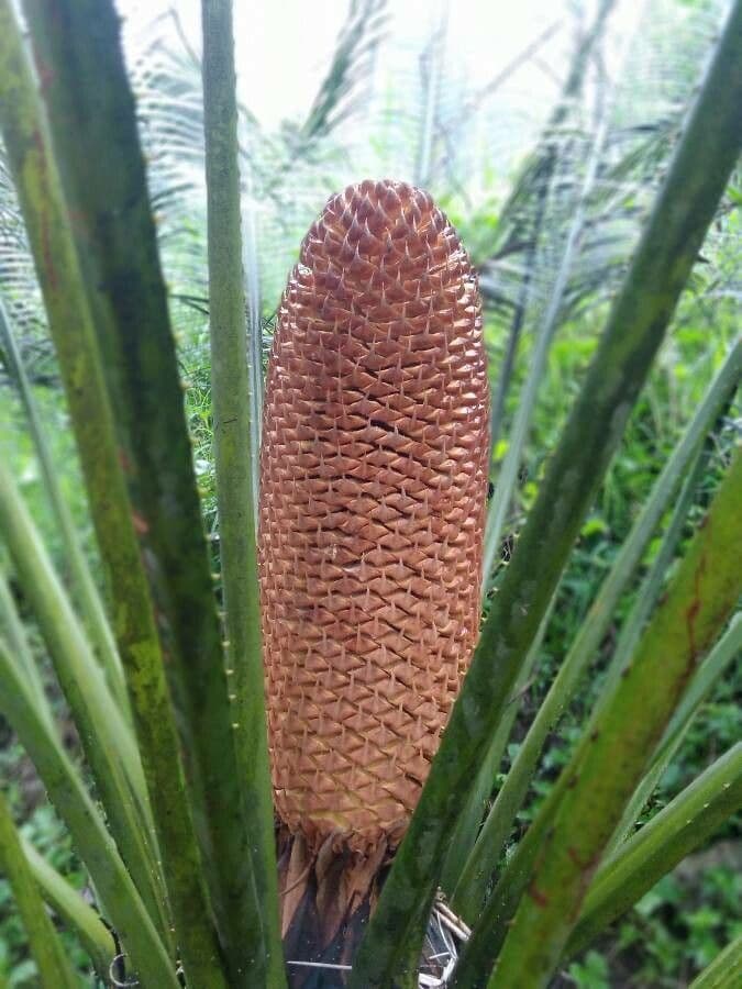 Cica 3