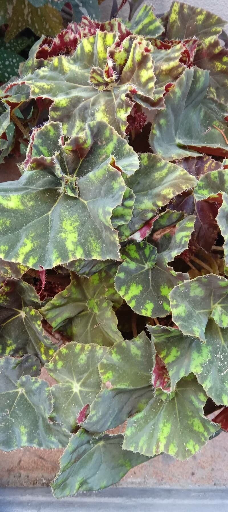 Begonia 8
