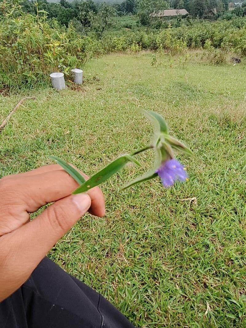 Cyanotis vaga 11