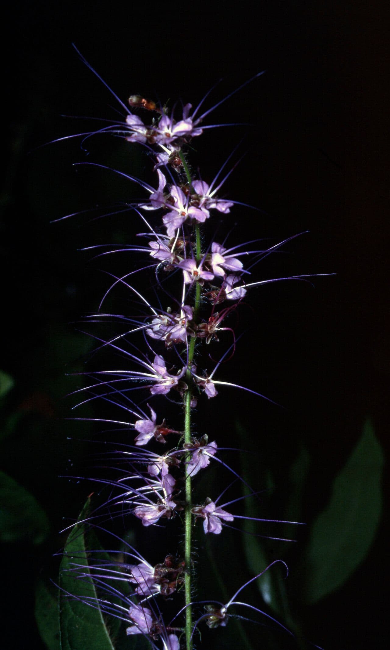 Hirtella 2