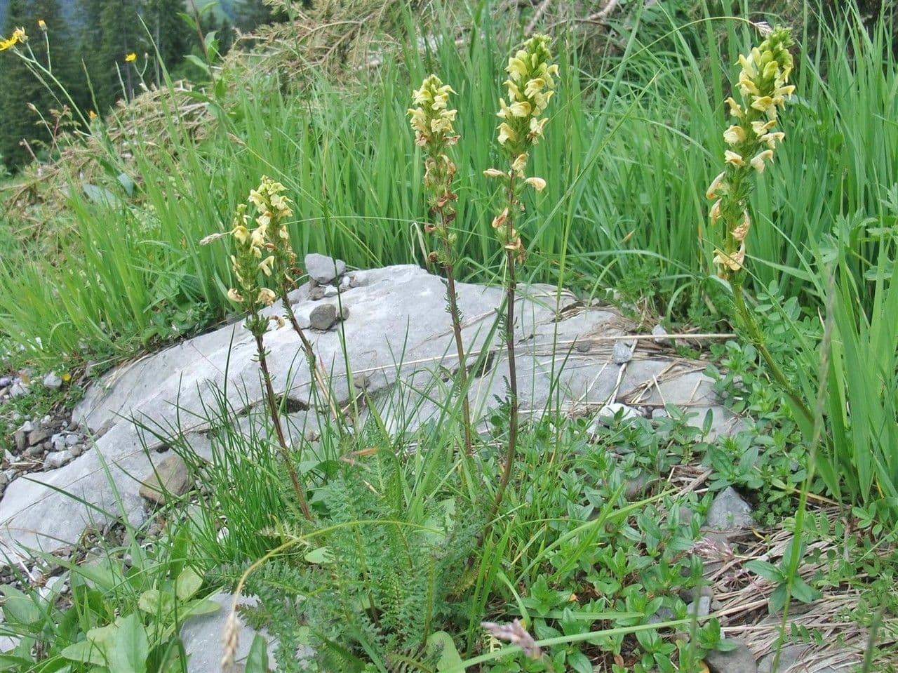 Pedicularis ascendens 9