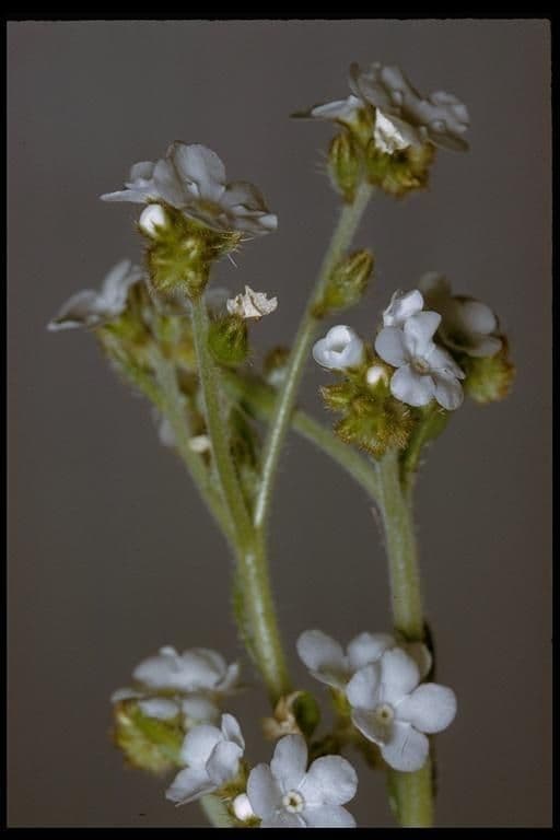 Plagiobothrys nothofulvus 8