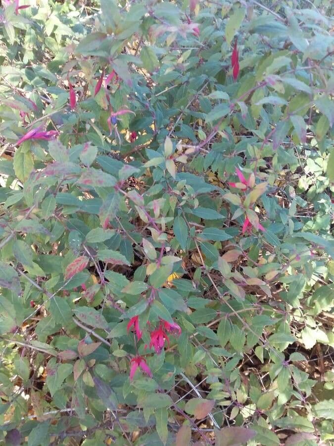 Fuchsien 12