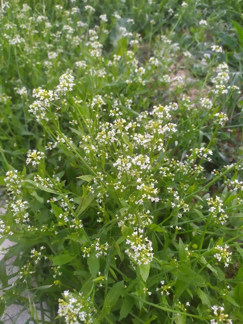 Calepina irregular 9