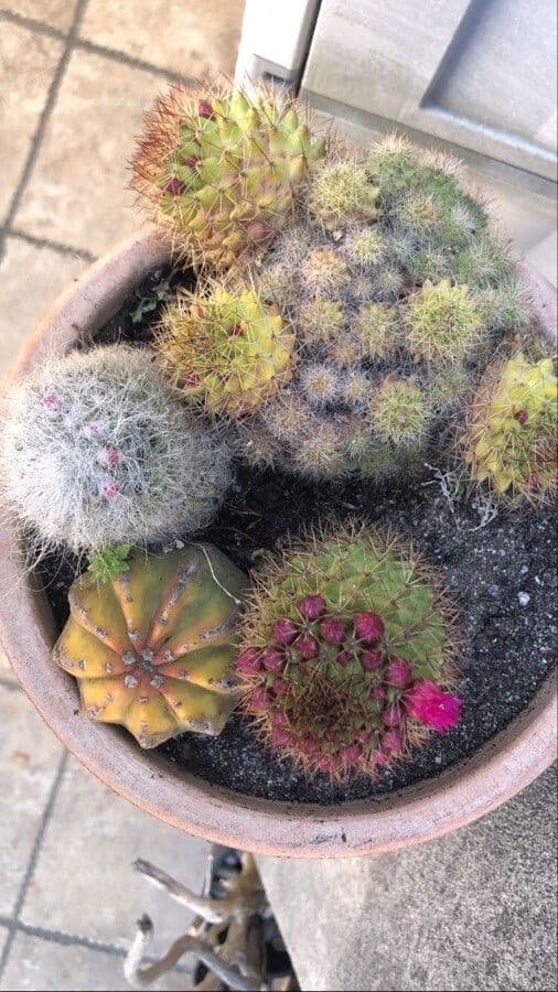 Cactus 2