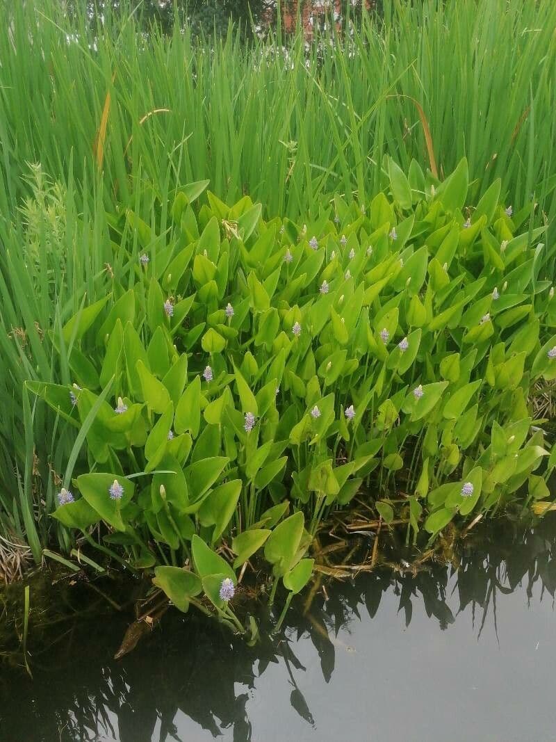 Pontederia 25