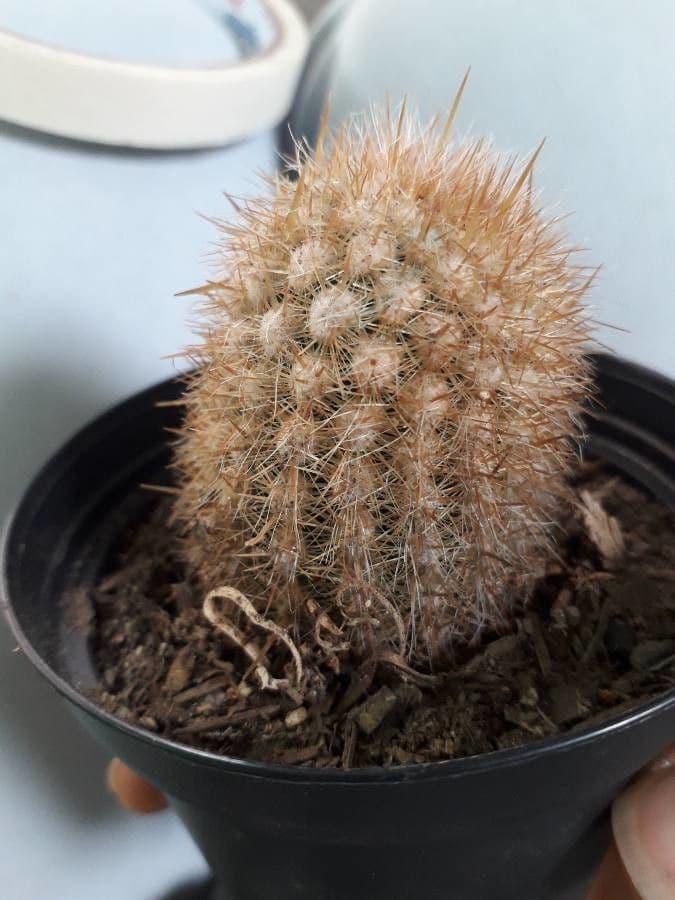 Echinocereus 16