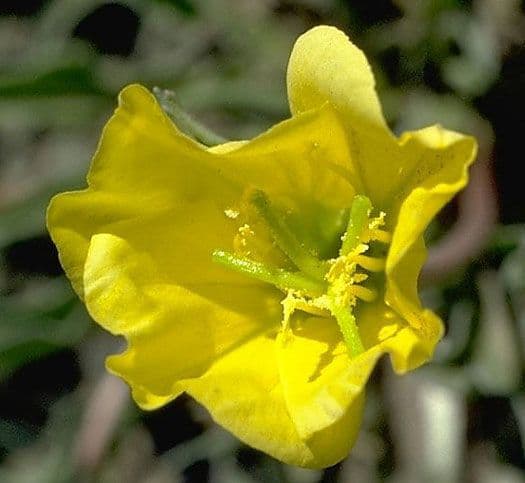 Enagra gialla