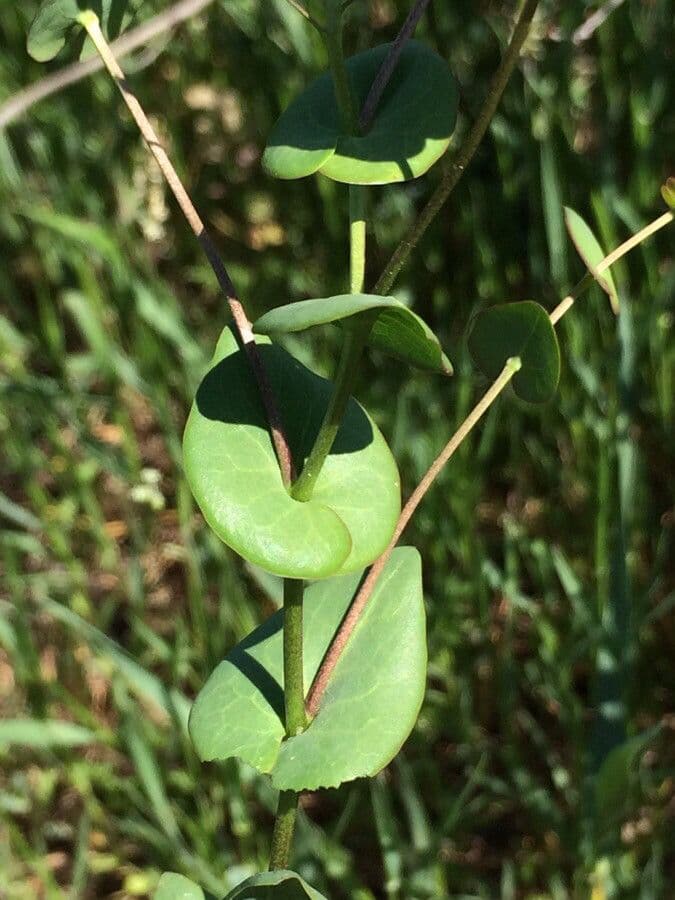 Lepidium perfoliatum 18