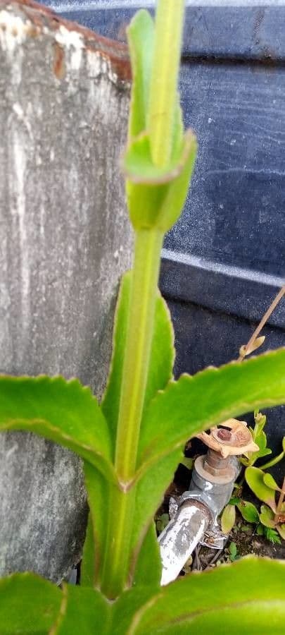 Kalanchoe 13