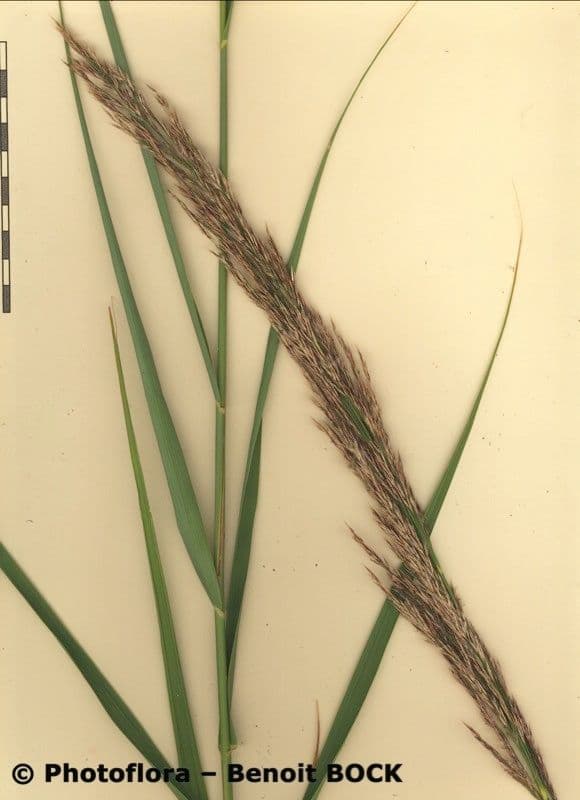 Arundo 15
