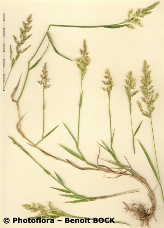 Flecht-Straußgras 28