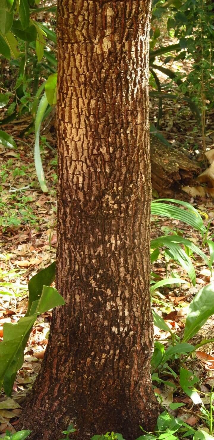 Sapodilla 22