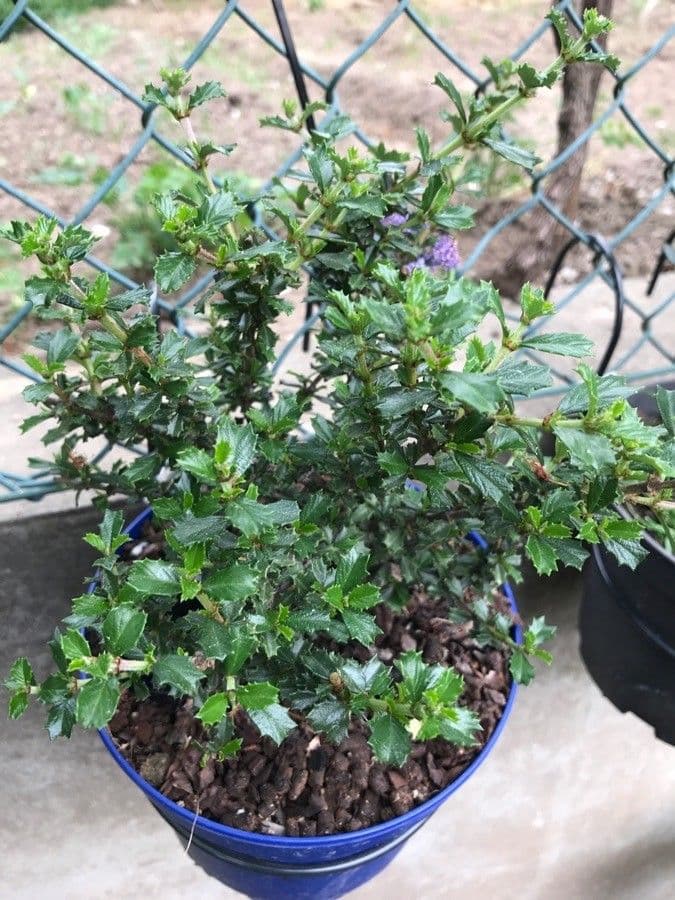 Ceanothus 14