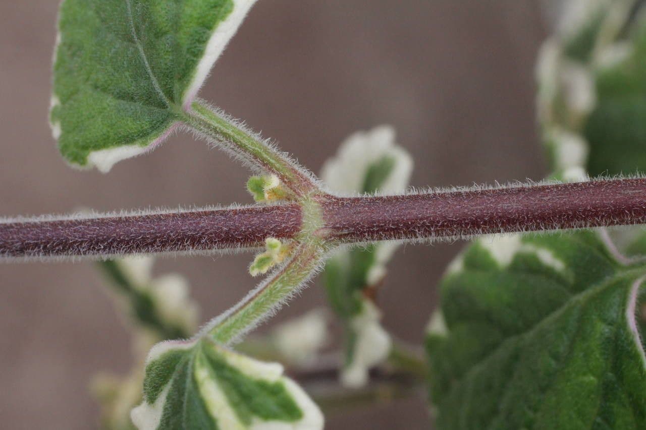 Plectranthus 20