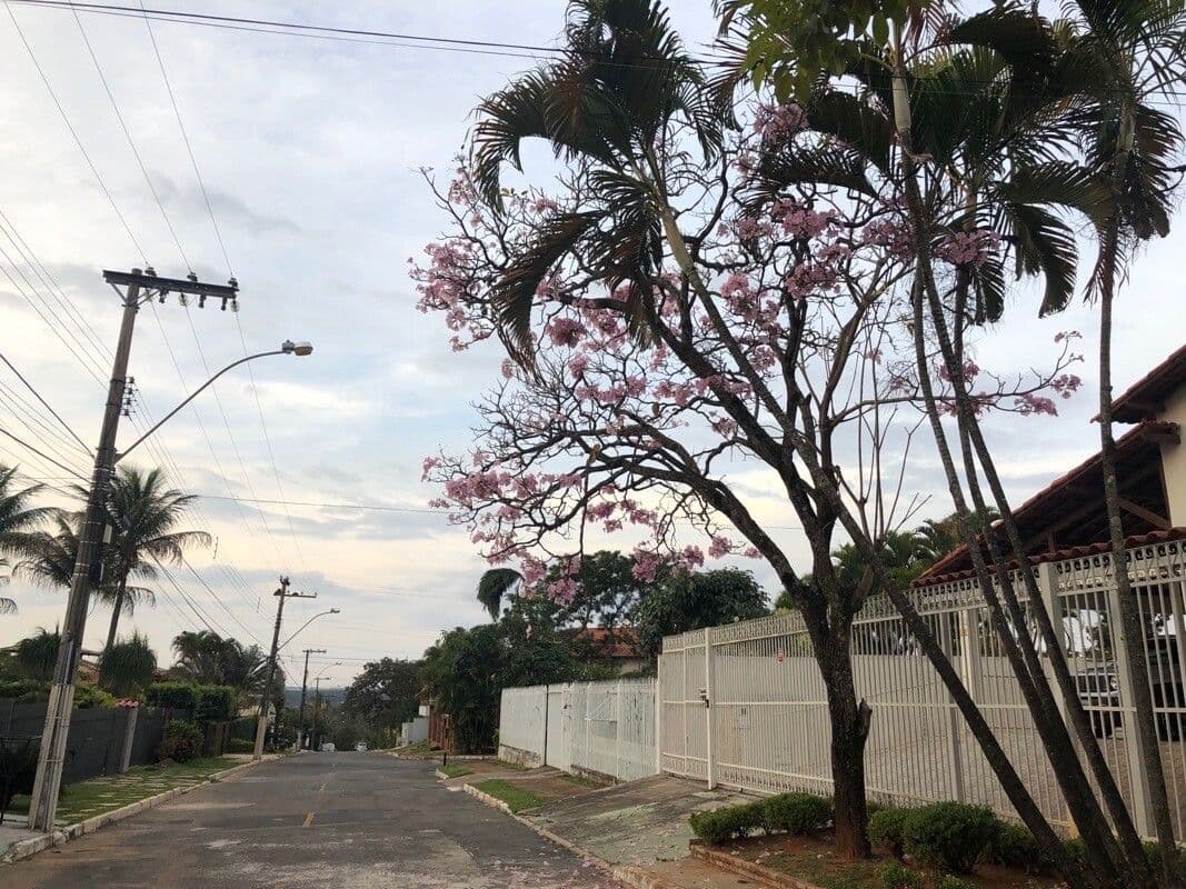 Tabebuia 14