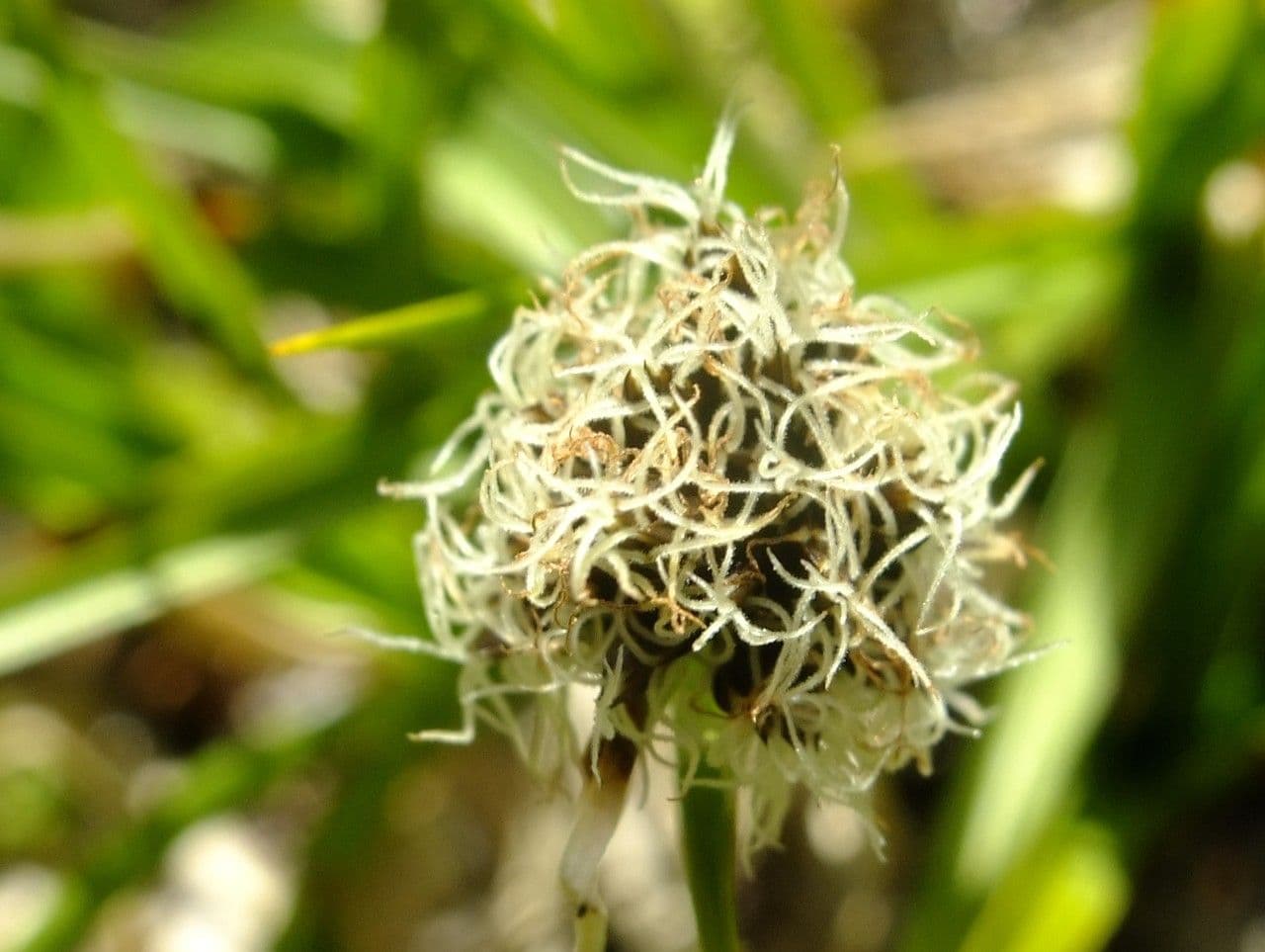 Stinking sedge 9
