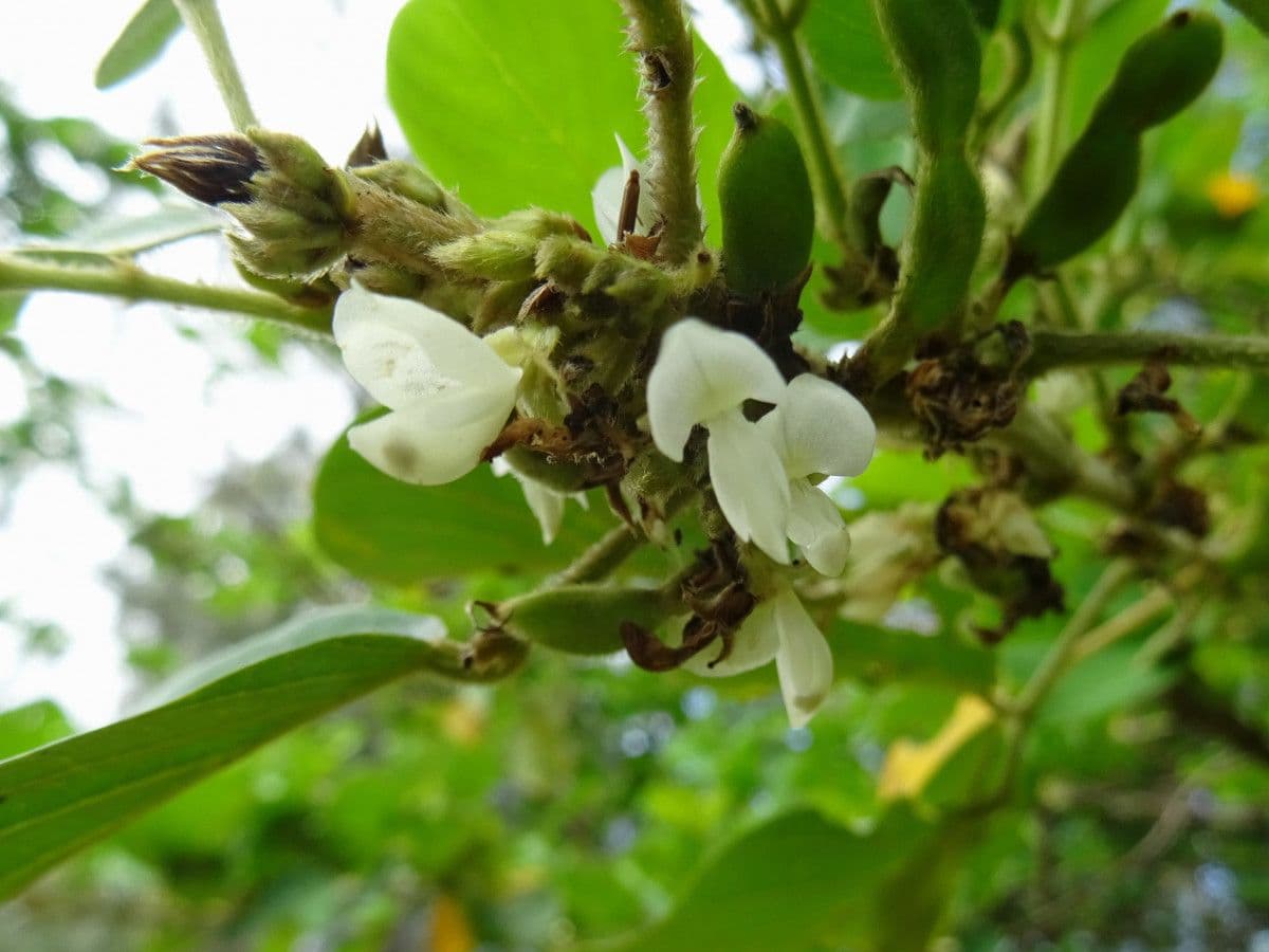 Dendrolóbium 8