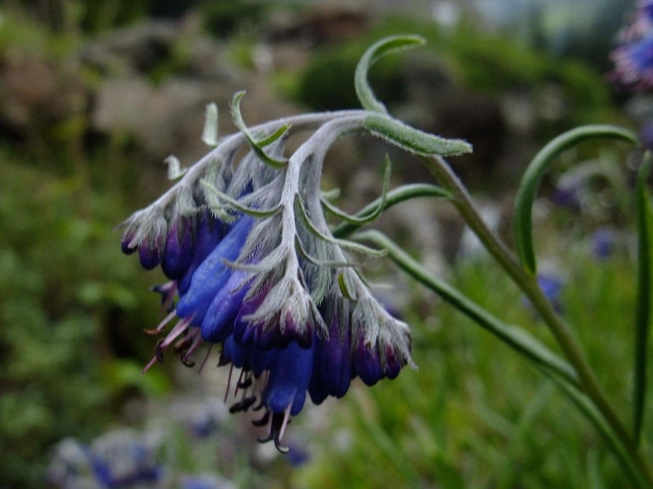 Moltkia