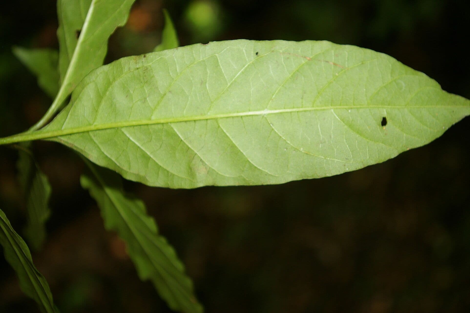 Pleuropetalum 6