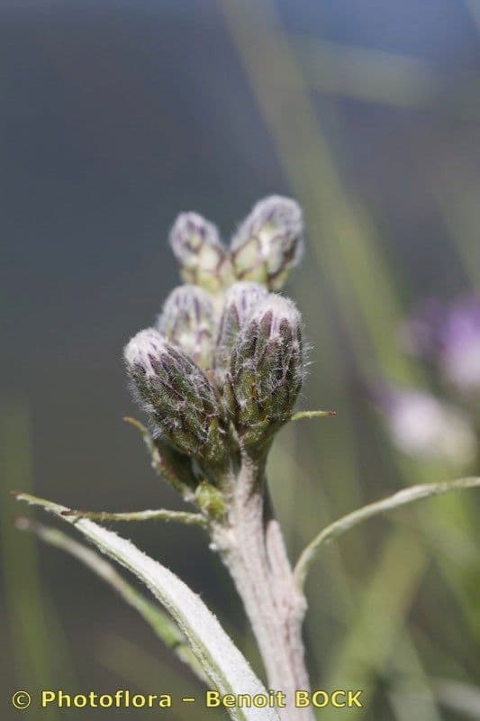 Saussurea discolor 3