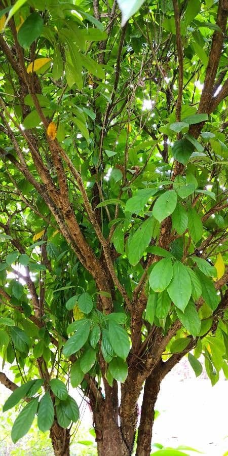Baccaurea 12