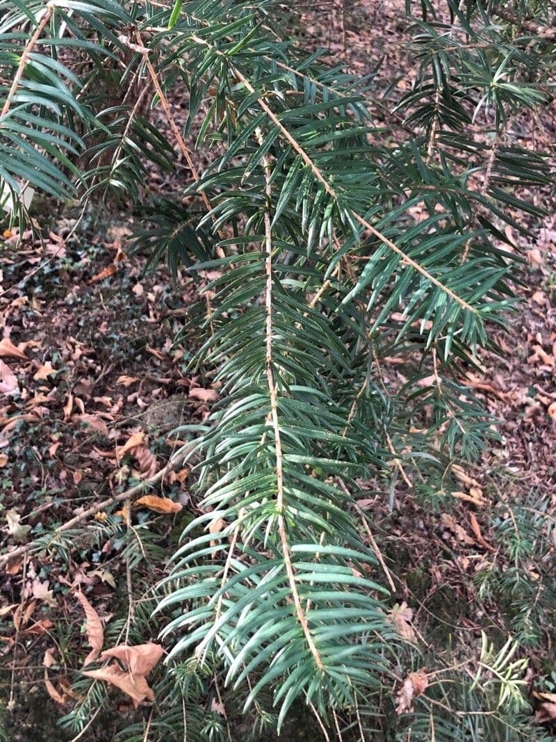 Keteleeria 2