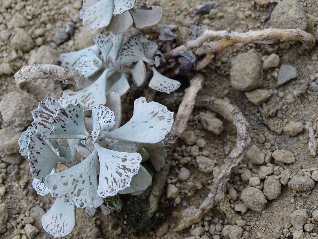 Kalanchoe romboidalna 5
