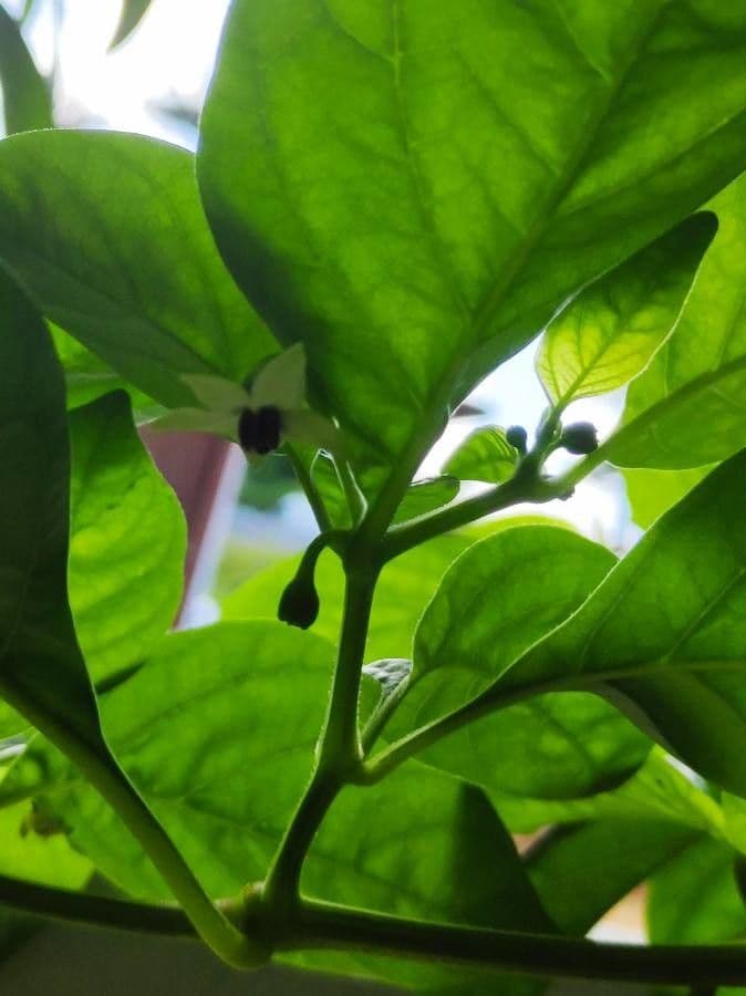 Peperoncino cinese 10
