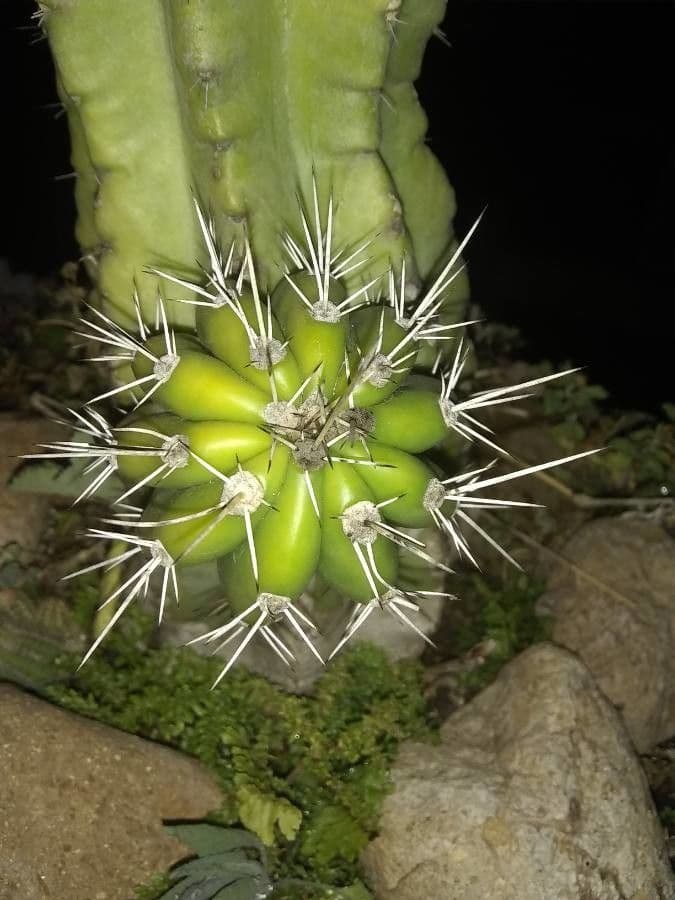 Cactus organo 27