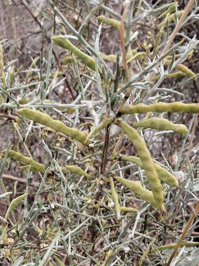 Ginestra spinosa 2