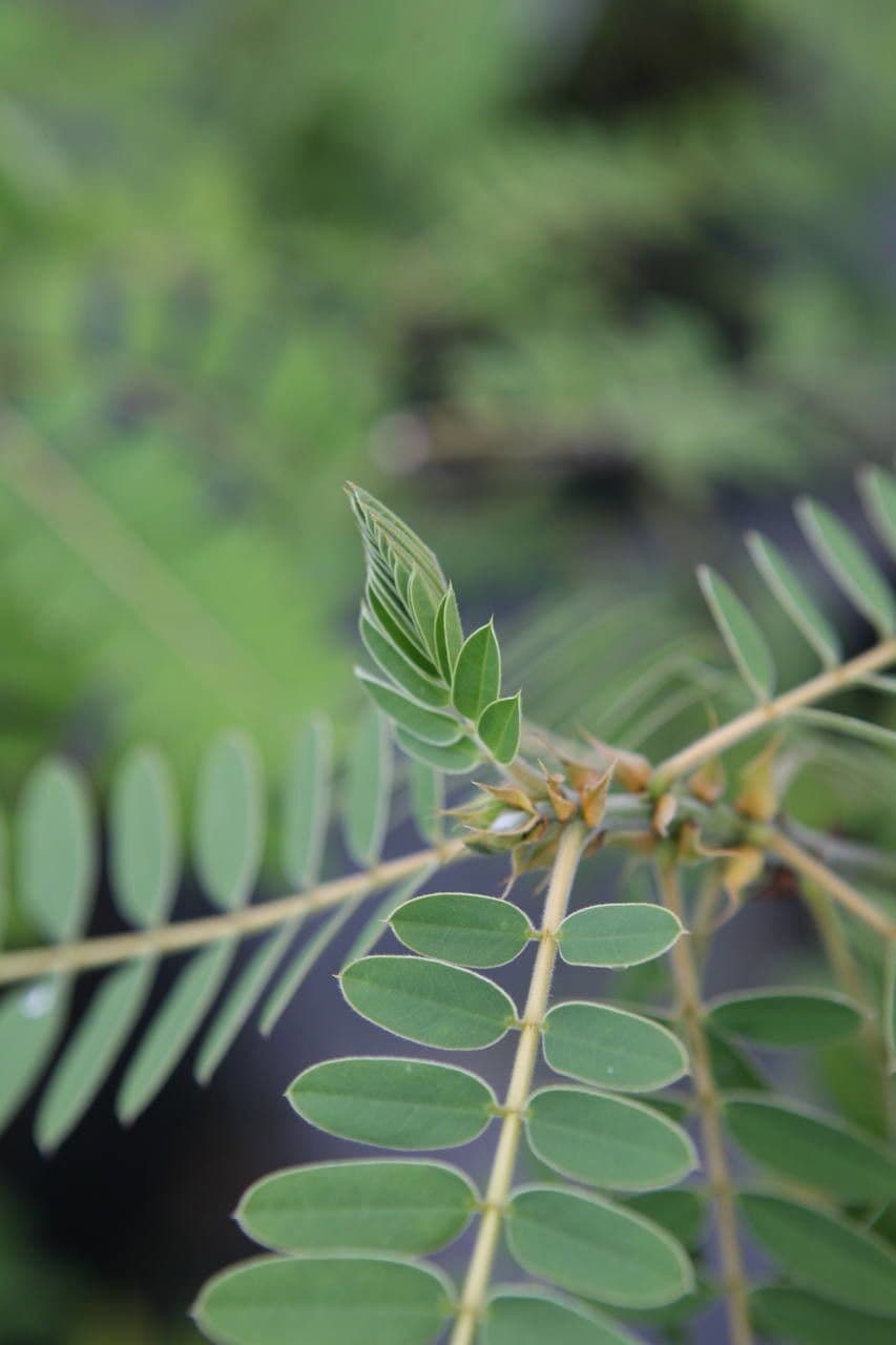 Senna didymobotrya 16